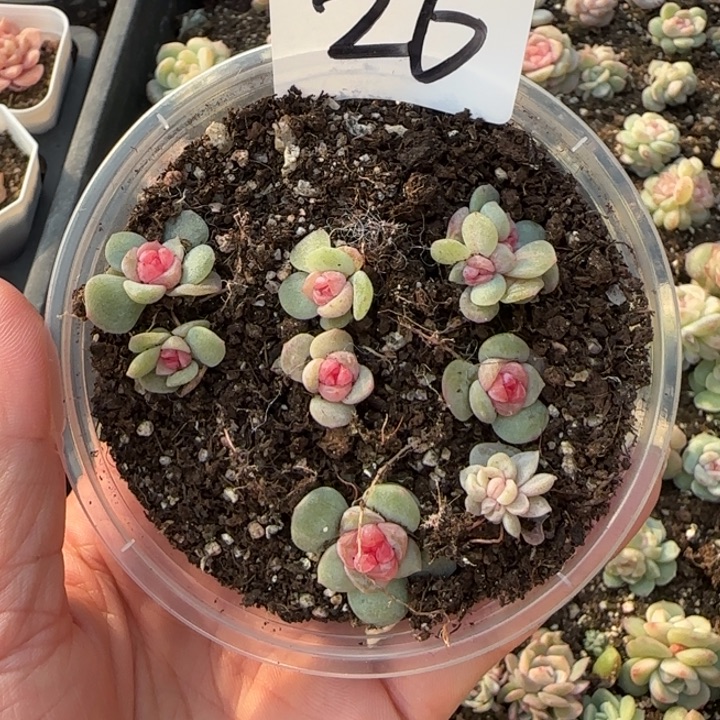 杉***杉26王者系列多肉植物一盒