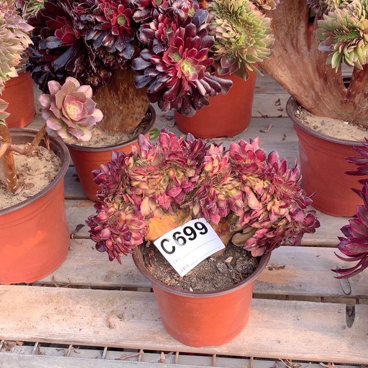 699抹茶缀多肉法师