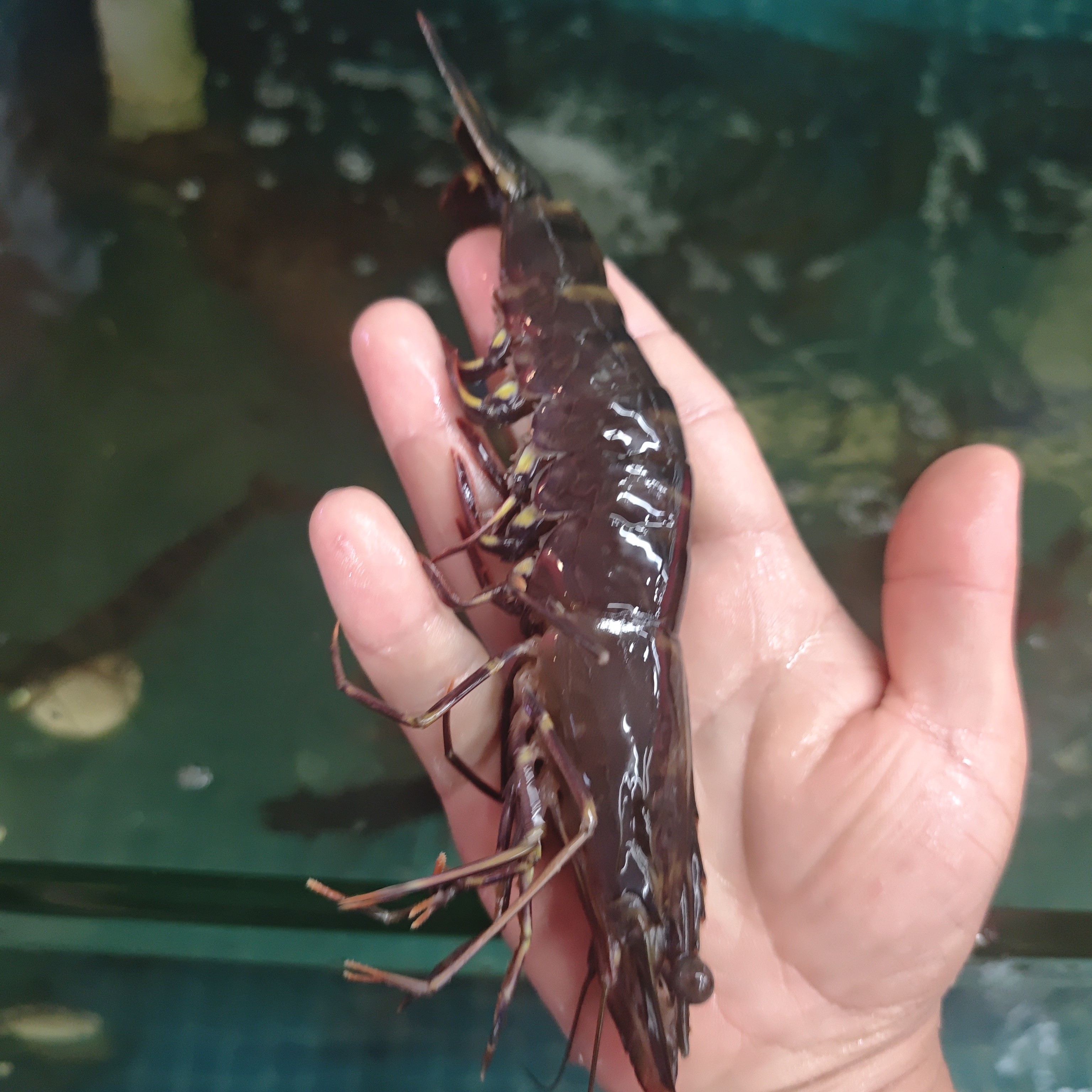 鲜活黑虎虾到手2斤特价特价