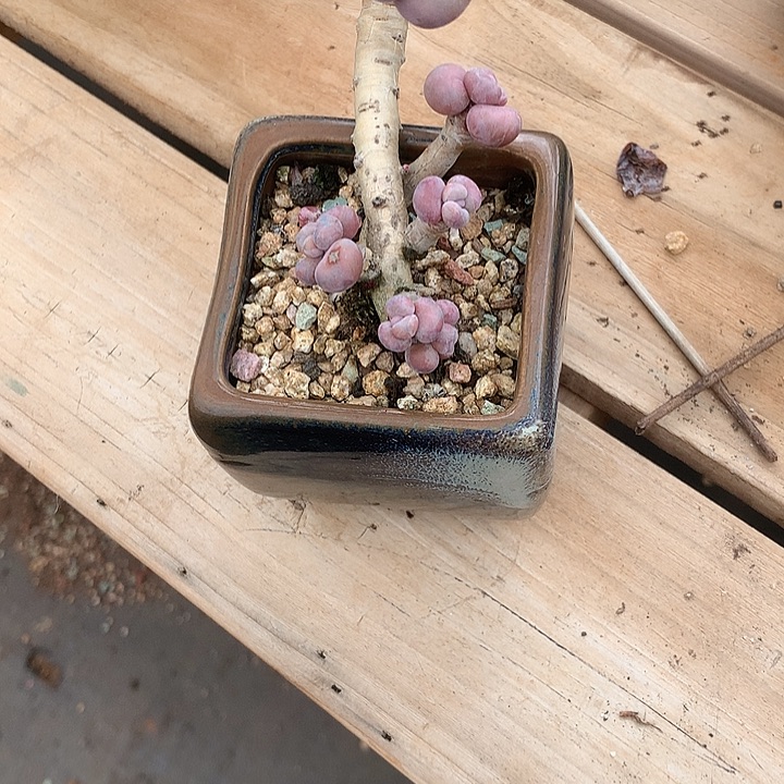 粉***机去我去我古同哦璐璐兔我哦