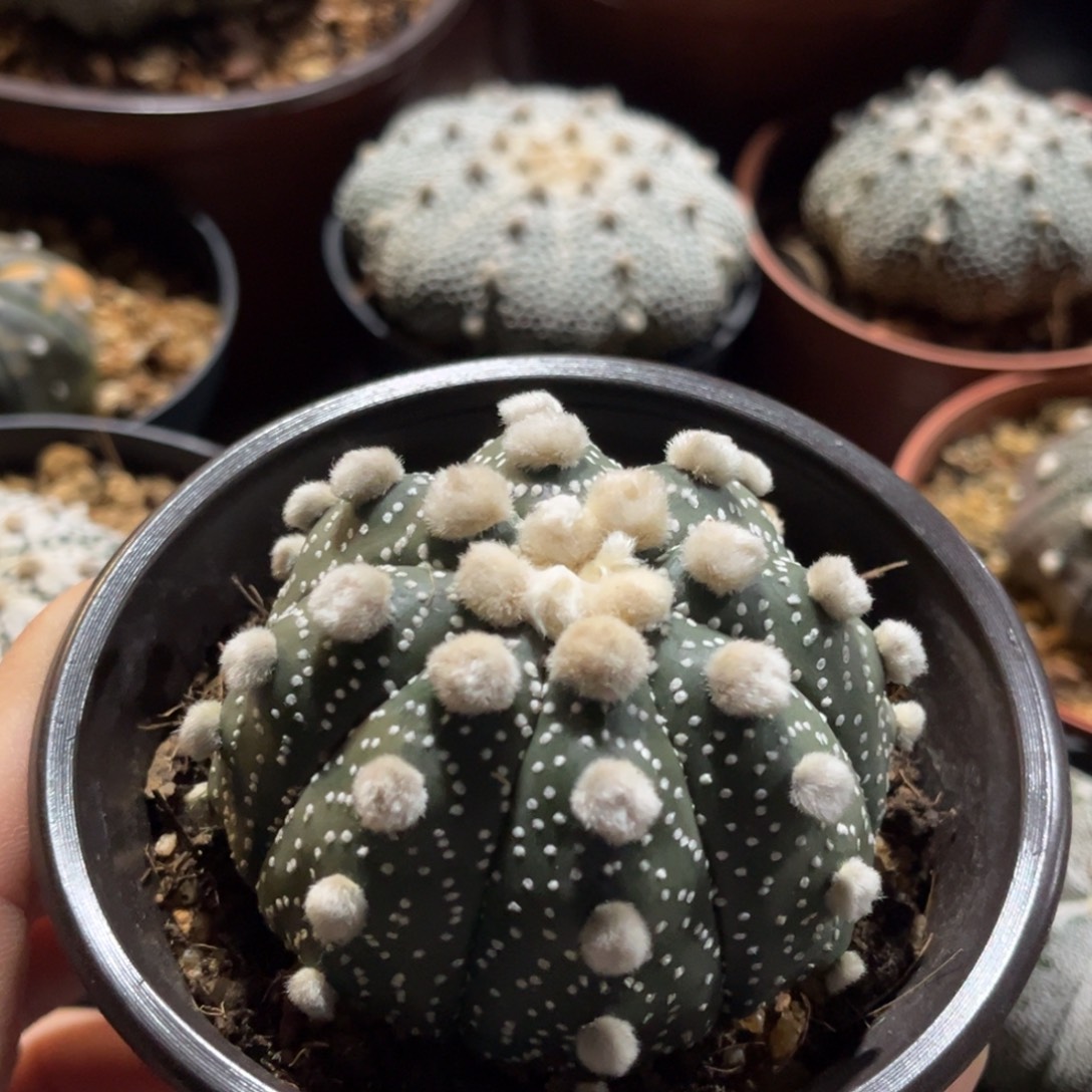 大油琉璃兜一物一拍实生