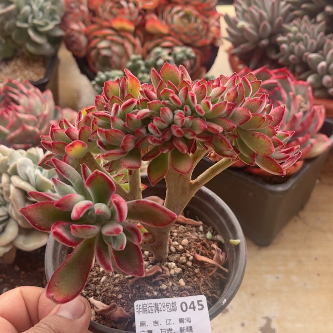 【闪购商品】045锦晃星缀