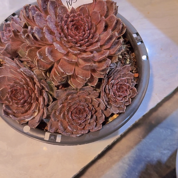 风***1058杂交多肉植物