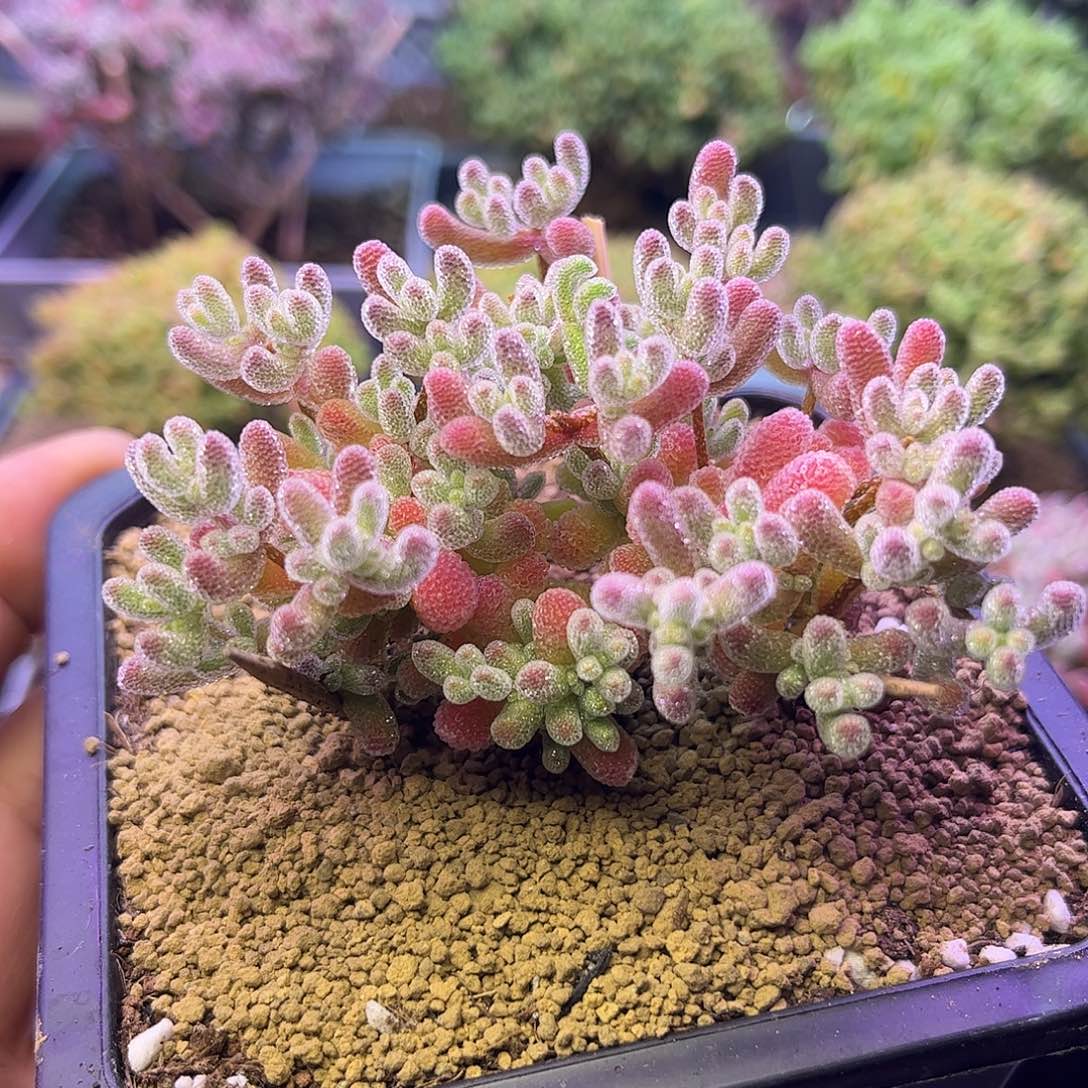 601优选冰晶下播福利