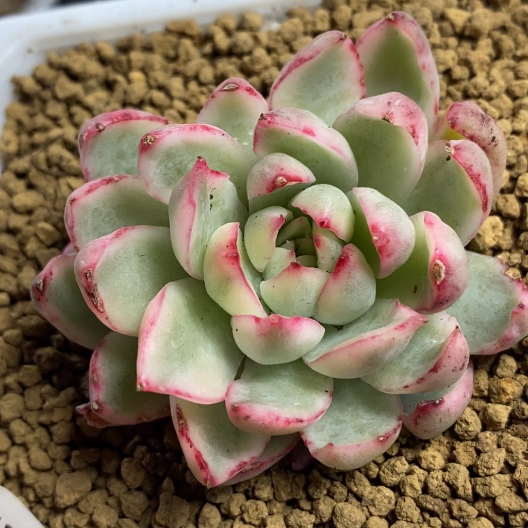 798新圣骑兵锦单头带侧芽