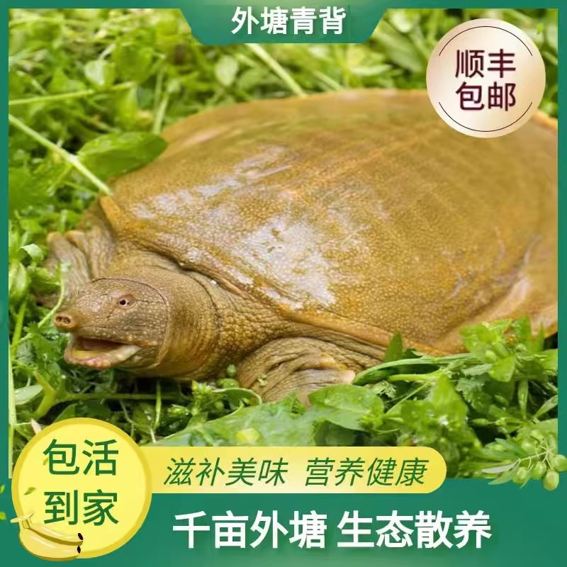 【农户直发】（1只装）单只3斤左右 外塘散养鲜活大甲鱼京东顺丰包邮