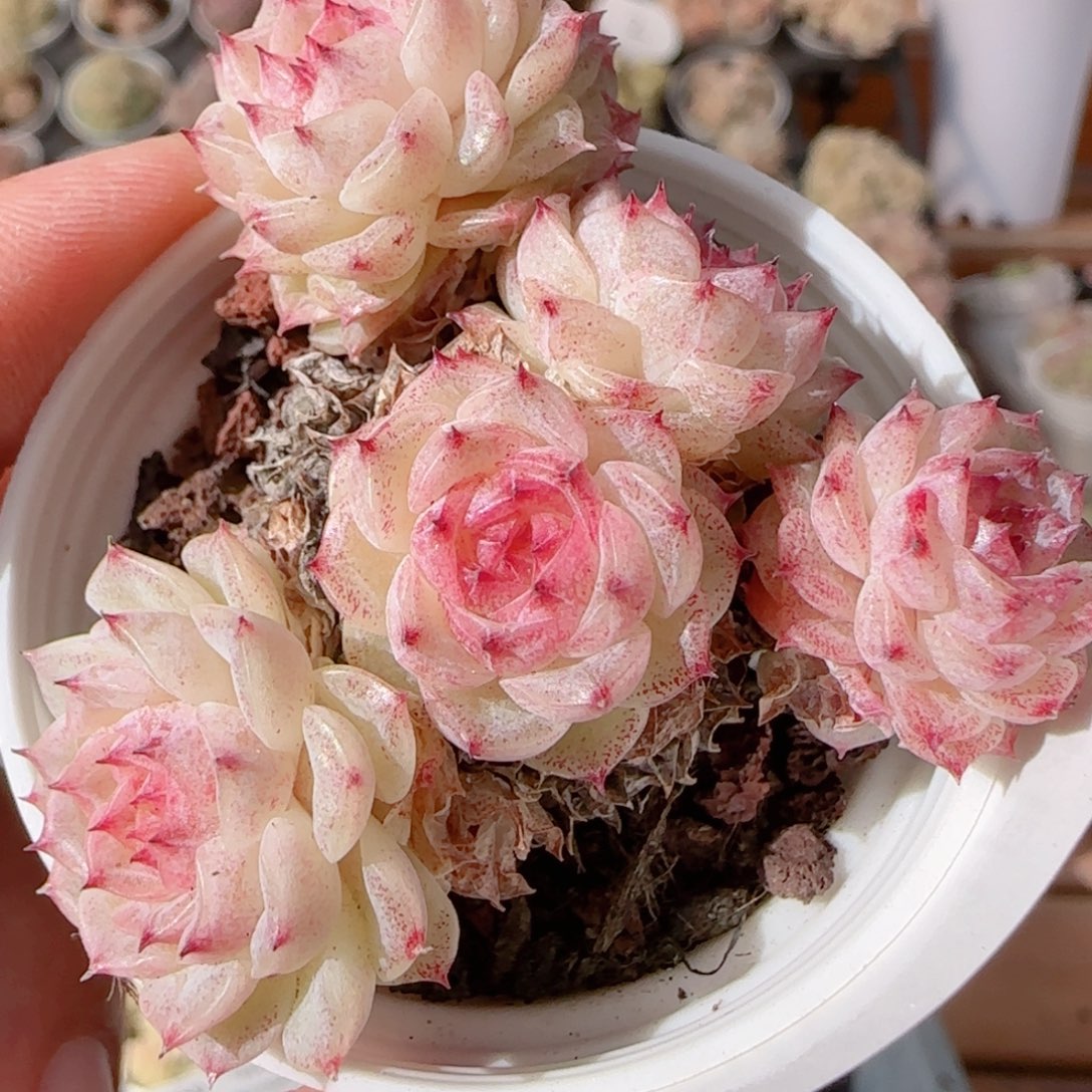 花语多肉0104-258散魔仙