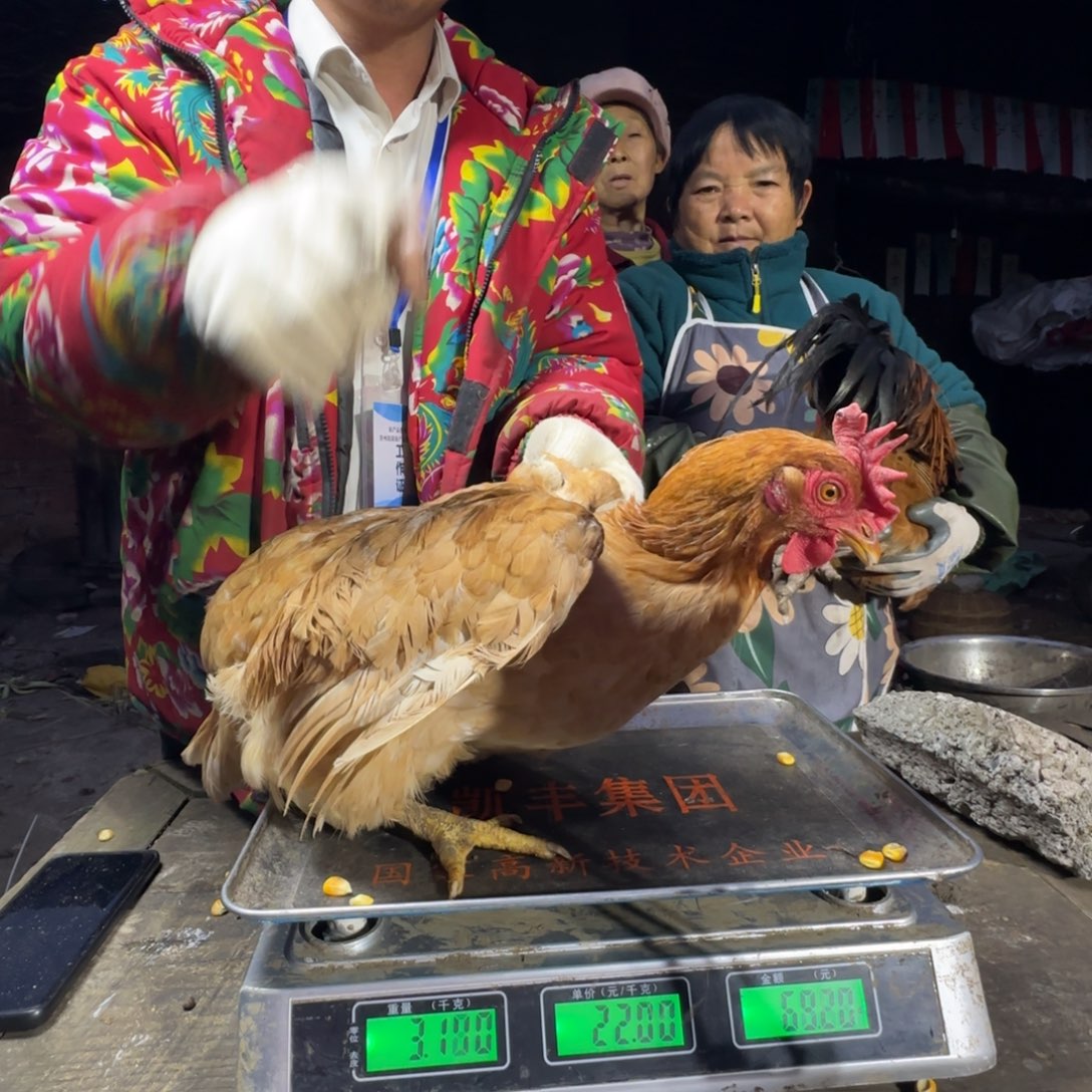 平***生红瑶鸡农村土鸡680298