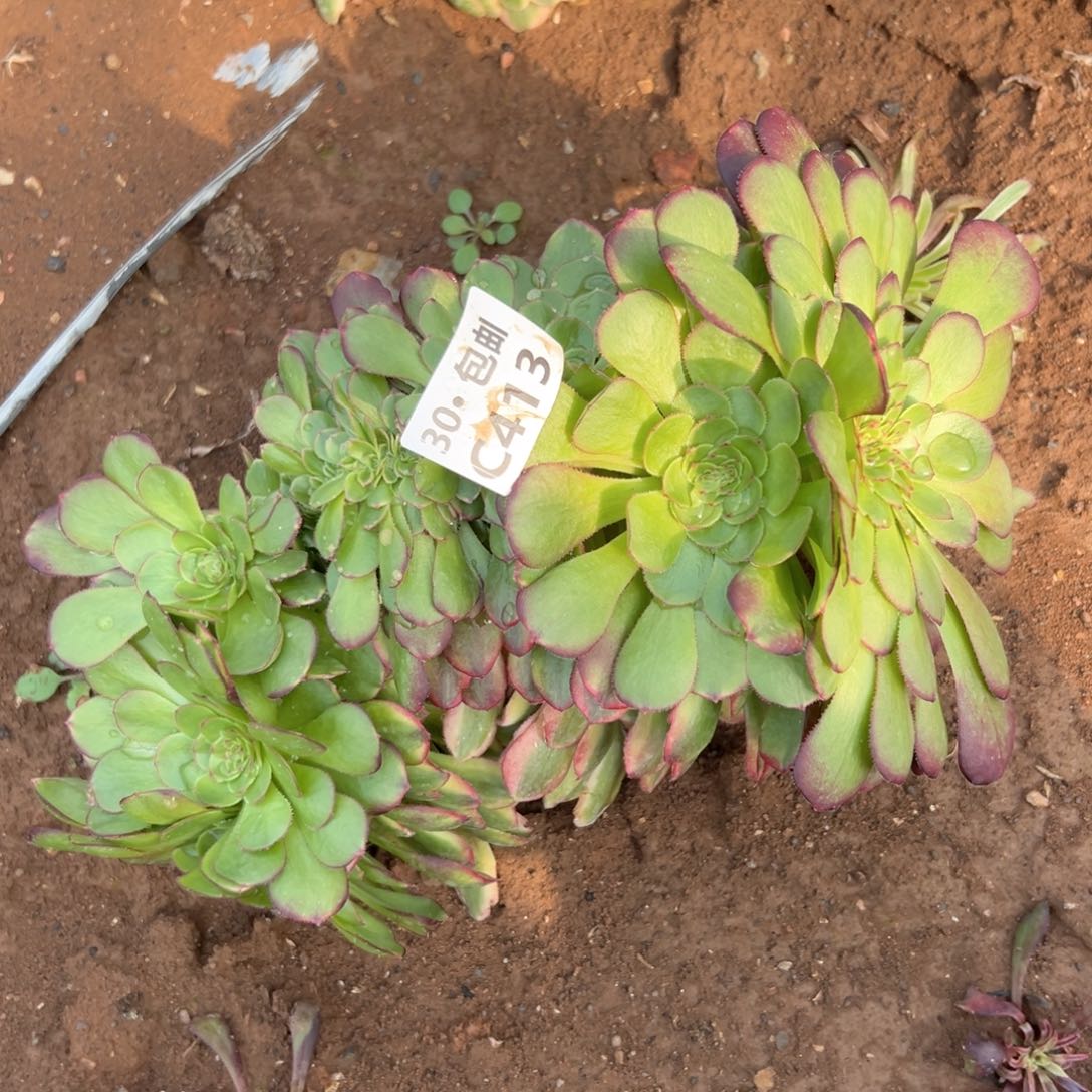 413 雨荷缀多肉法师