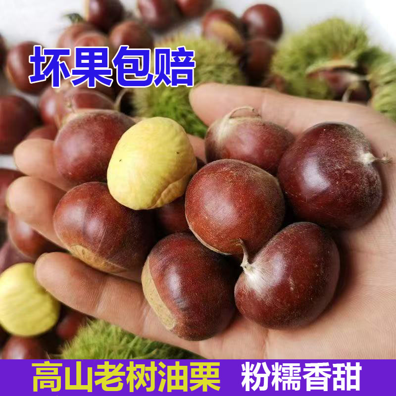 【坏果包赔】2025年老树带壳新鲜油栗生毛栗子板栗仁现摘粉糯香甜