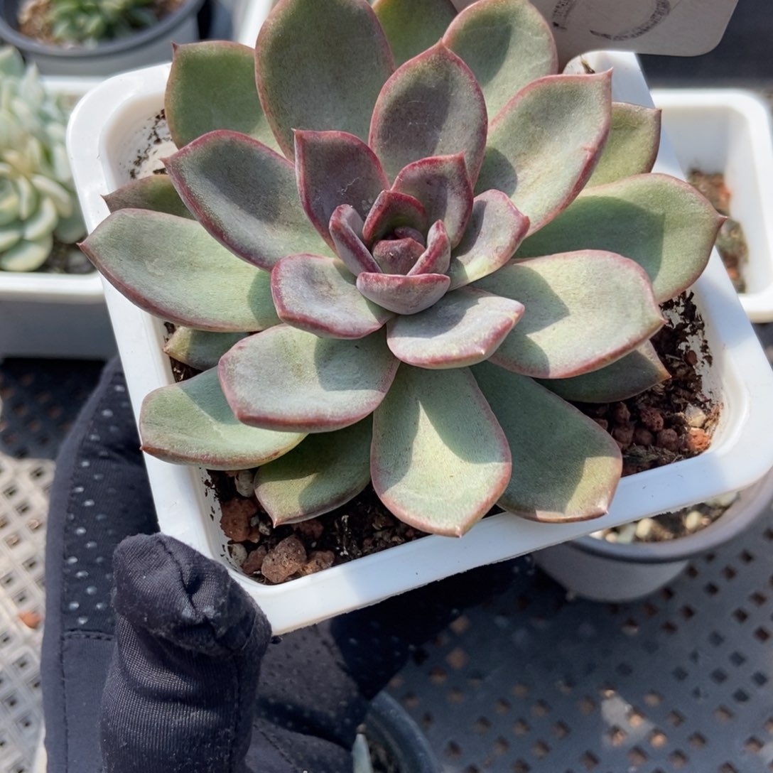 1273水晶多肉植物保护