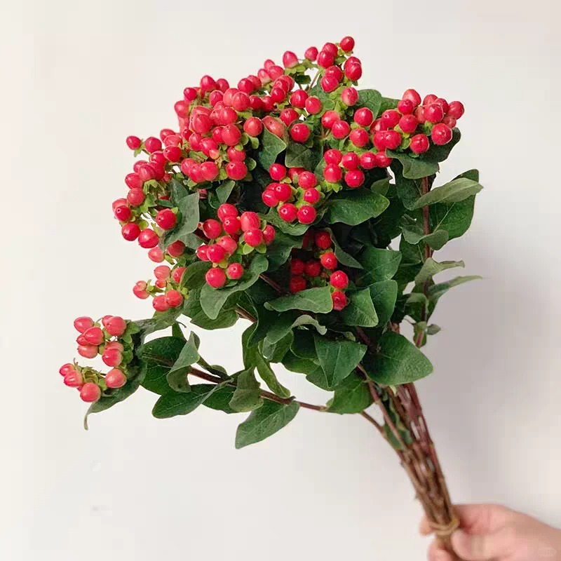 【花枝道】【云南红豆火龙珠】新鲜成品花束适合家庭插花