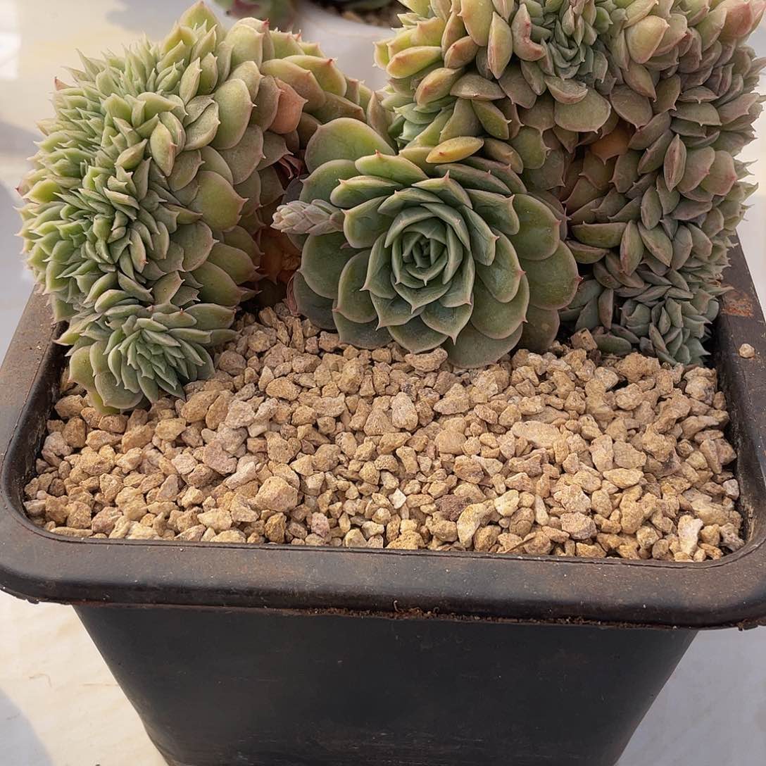 昂斯洛多肉多肉多肉