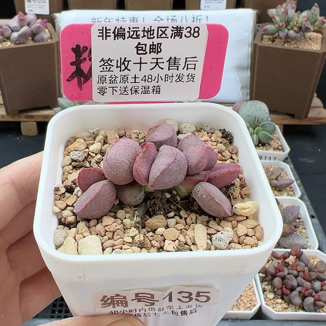 135暖阳多肉植物