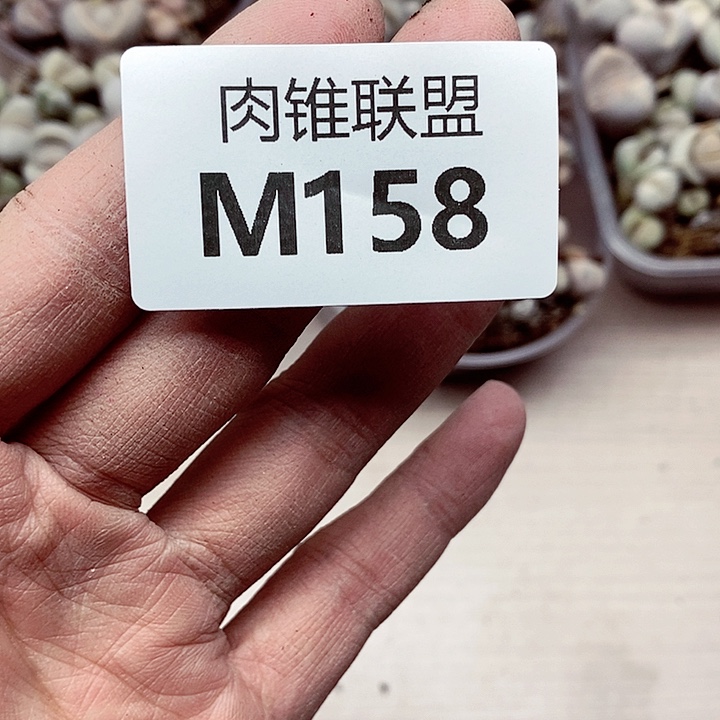 小**曲158呃呃呃呃呃呃呃呃