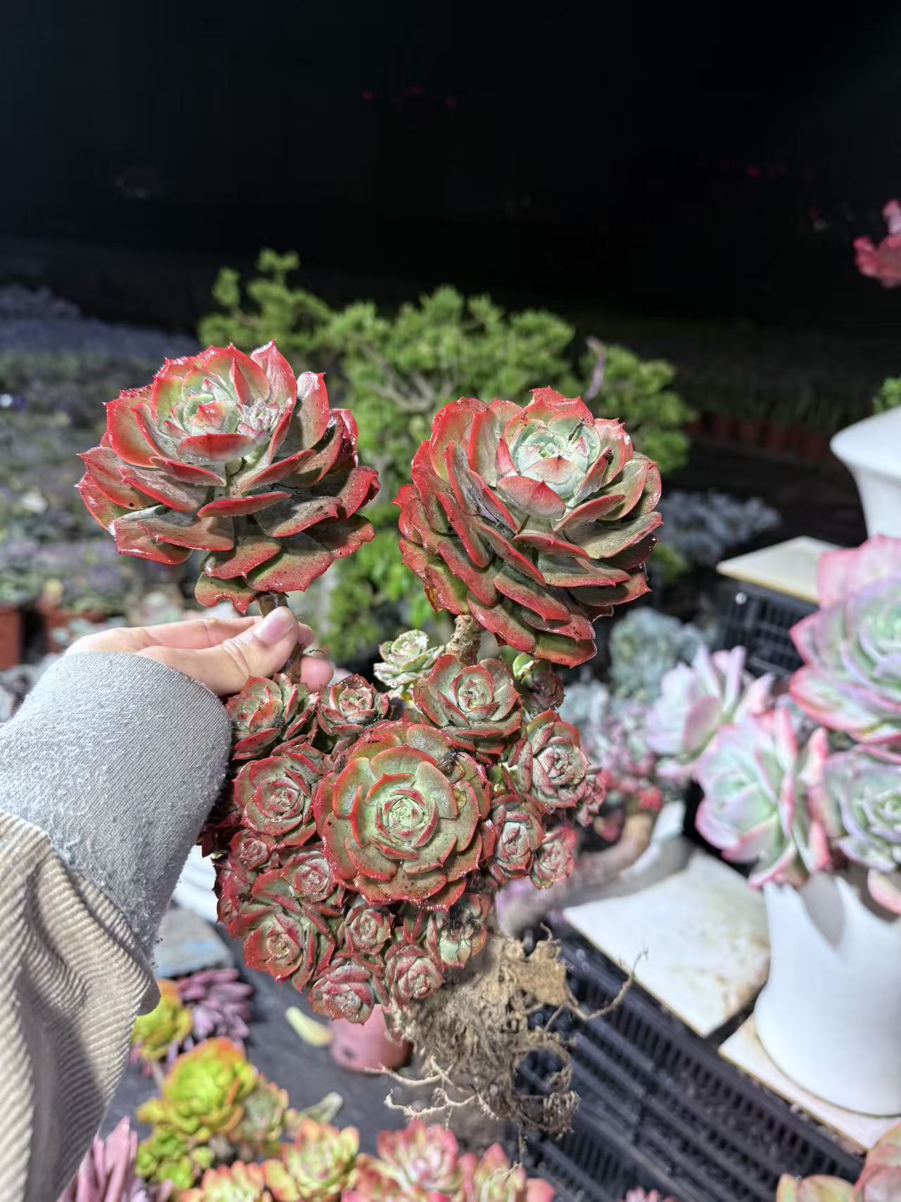 精品多肉  克罗地亚玫瑰 拍一发二