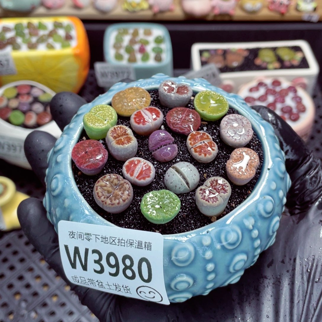 夜间零下地区拍保温箱w3980