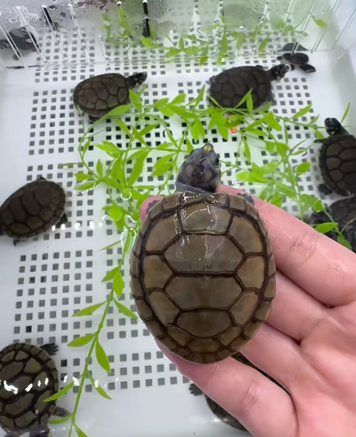 全品黄头小乌龟~~~