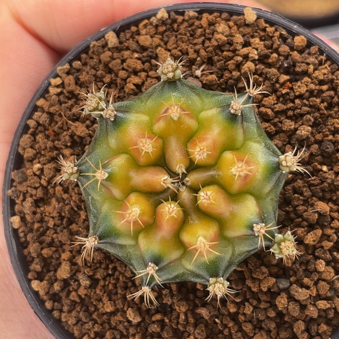 抹茶 米哈仙人球 