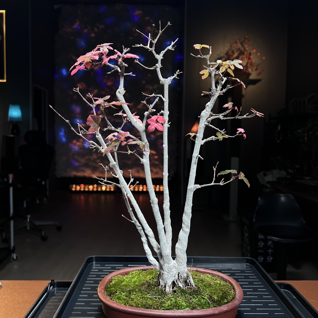 原生唐枫，一本多杆