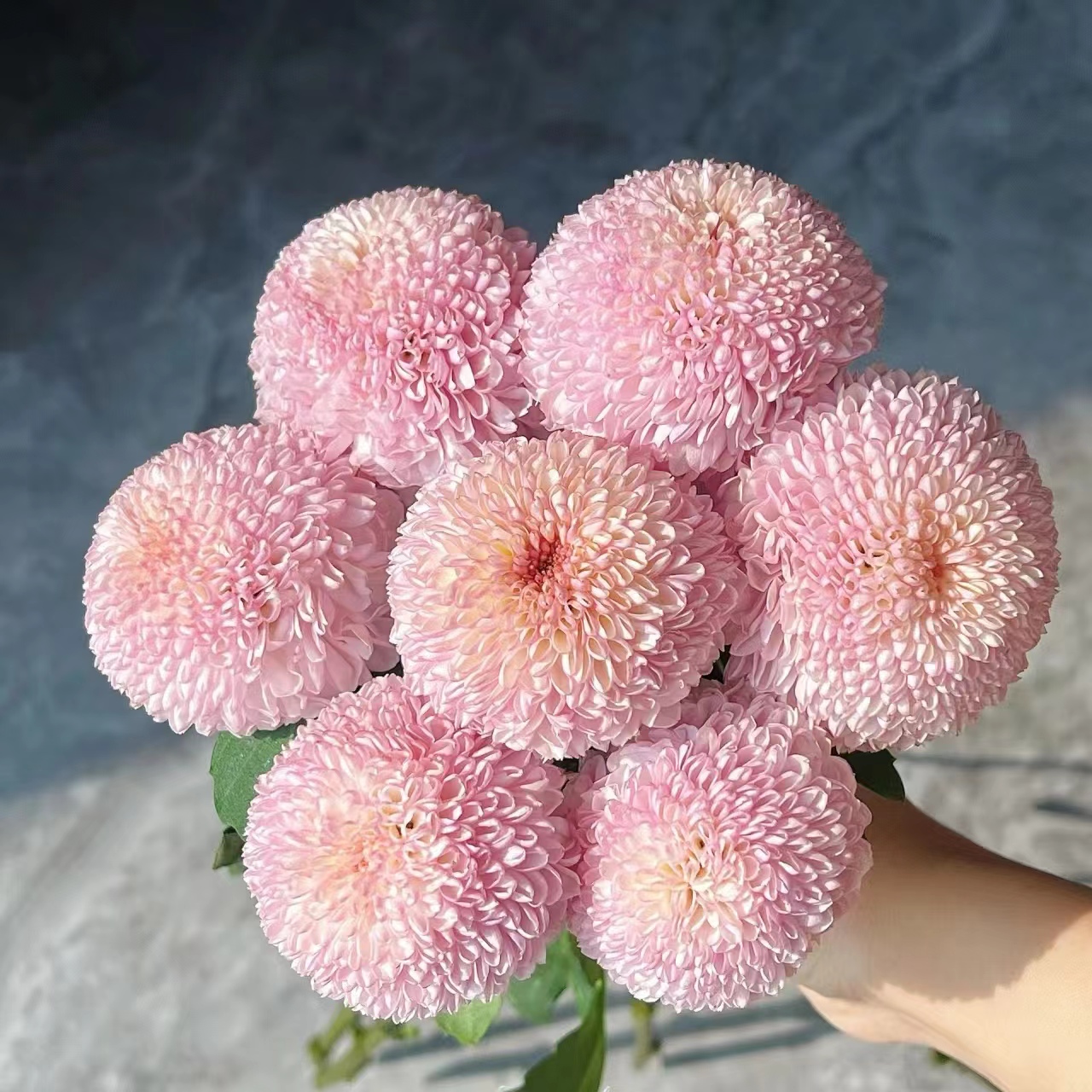 10枝粉色乒乓菊 (两单发顺丰或京东快递)
