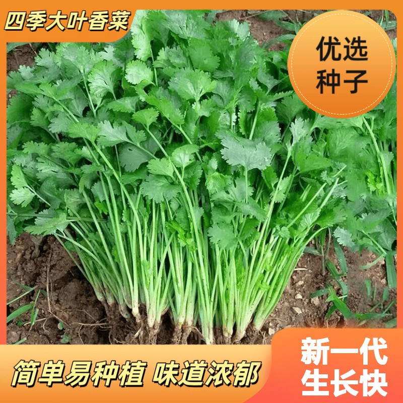 【全店拼满5包包邮】千粒大叶香菜 (包装袋13x19厘米)每包约1000粒