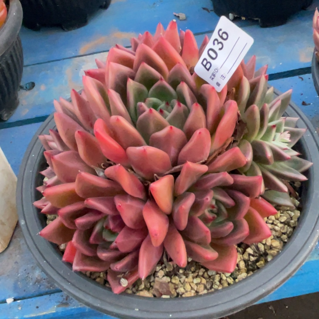 无花朵若如东云单拍D036