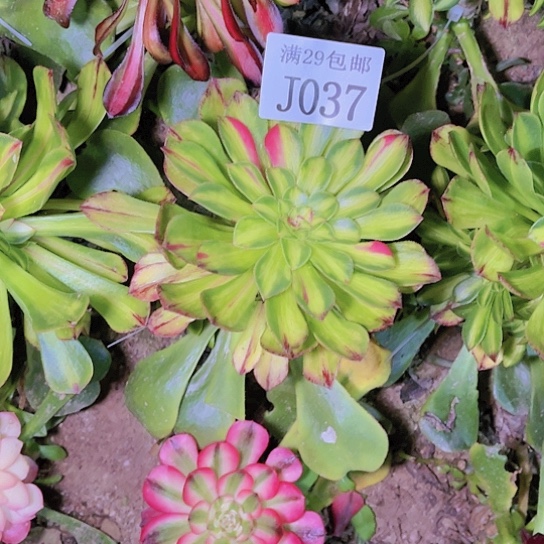 037知否多肉植物