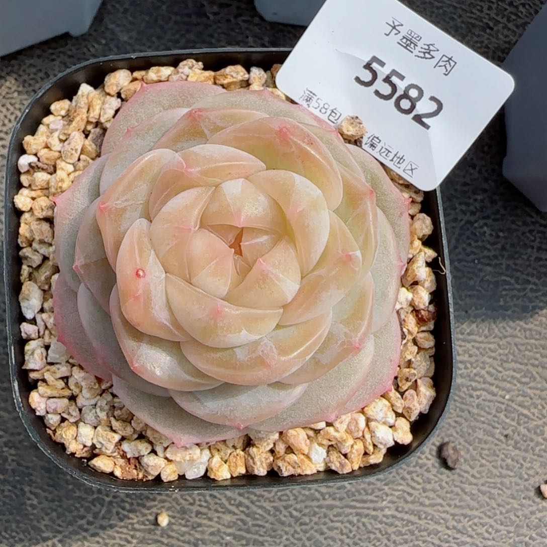 珍妮，5582多肉植物