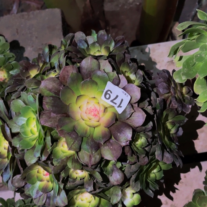 179花月夜科技锦多肉植物不售后