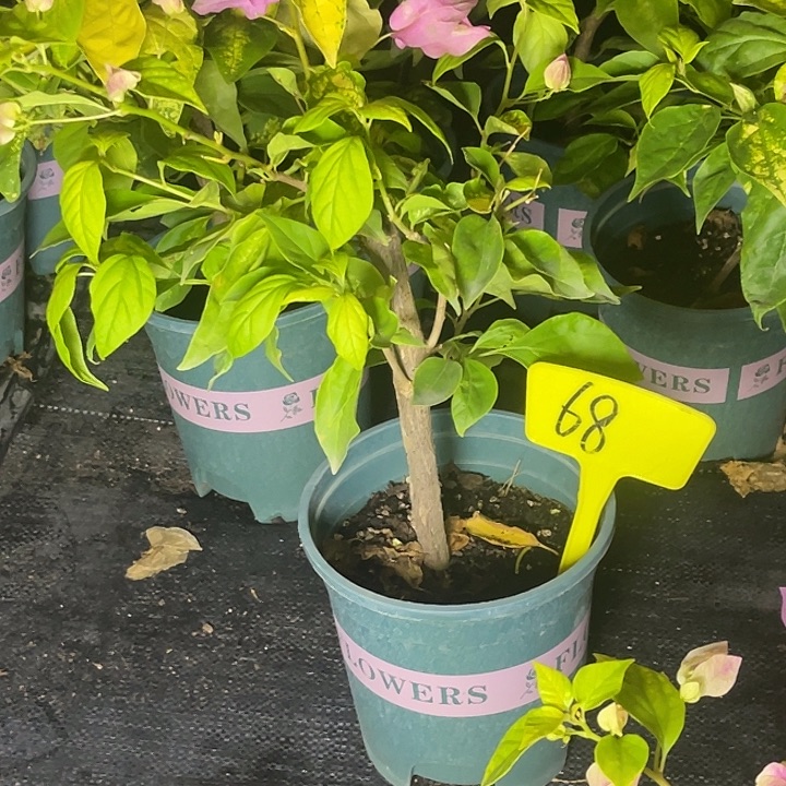 当前无花栽培后可以开花68斑红樱原生扦插