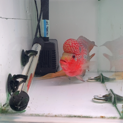 罗汉鱼鸿运罗汉一条aaa