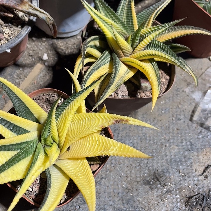 琉璃殿锦一颗包邮