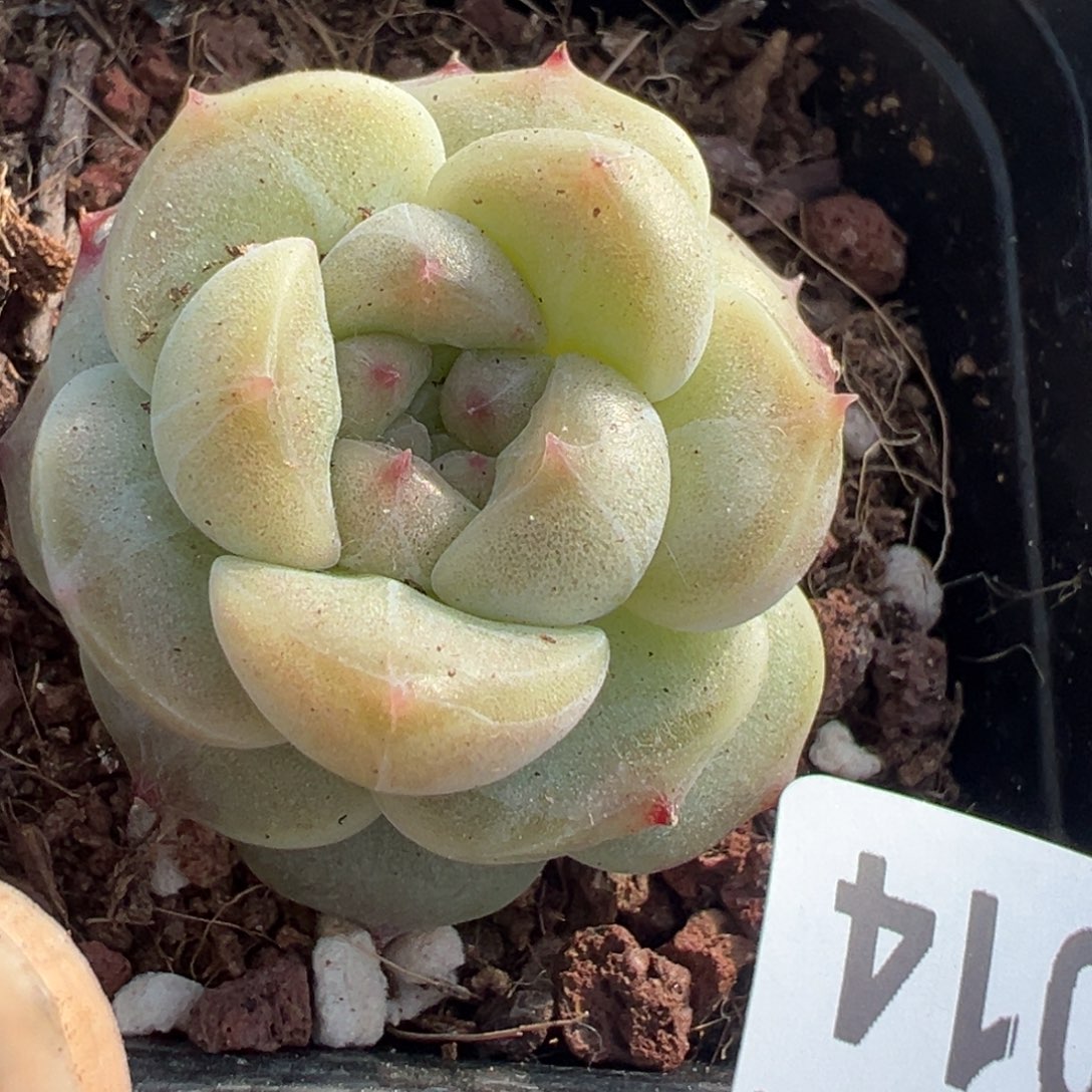 小卡拉米糖心一物一拍16-14