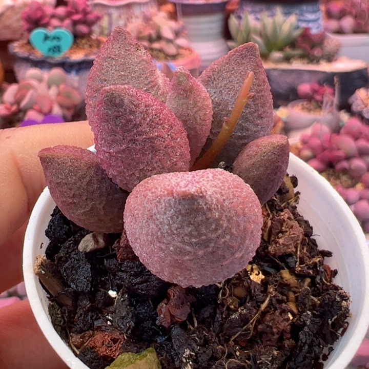 一物一拍，感谢支持