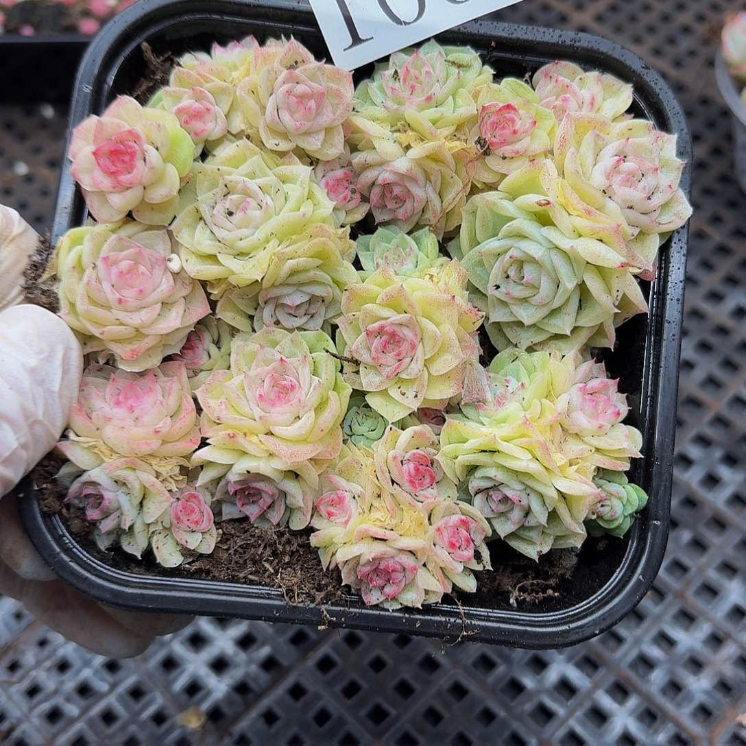 多肉植物多肉植物1062