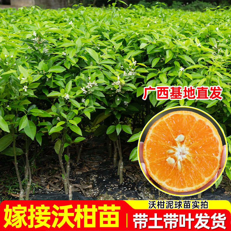 【直播专享】广西沃柑营养杯苗高产沃柑南北可种植沃柑营养杯种植