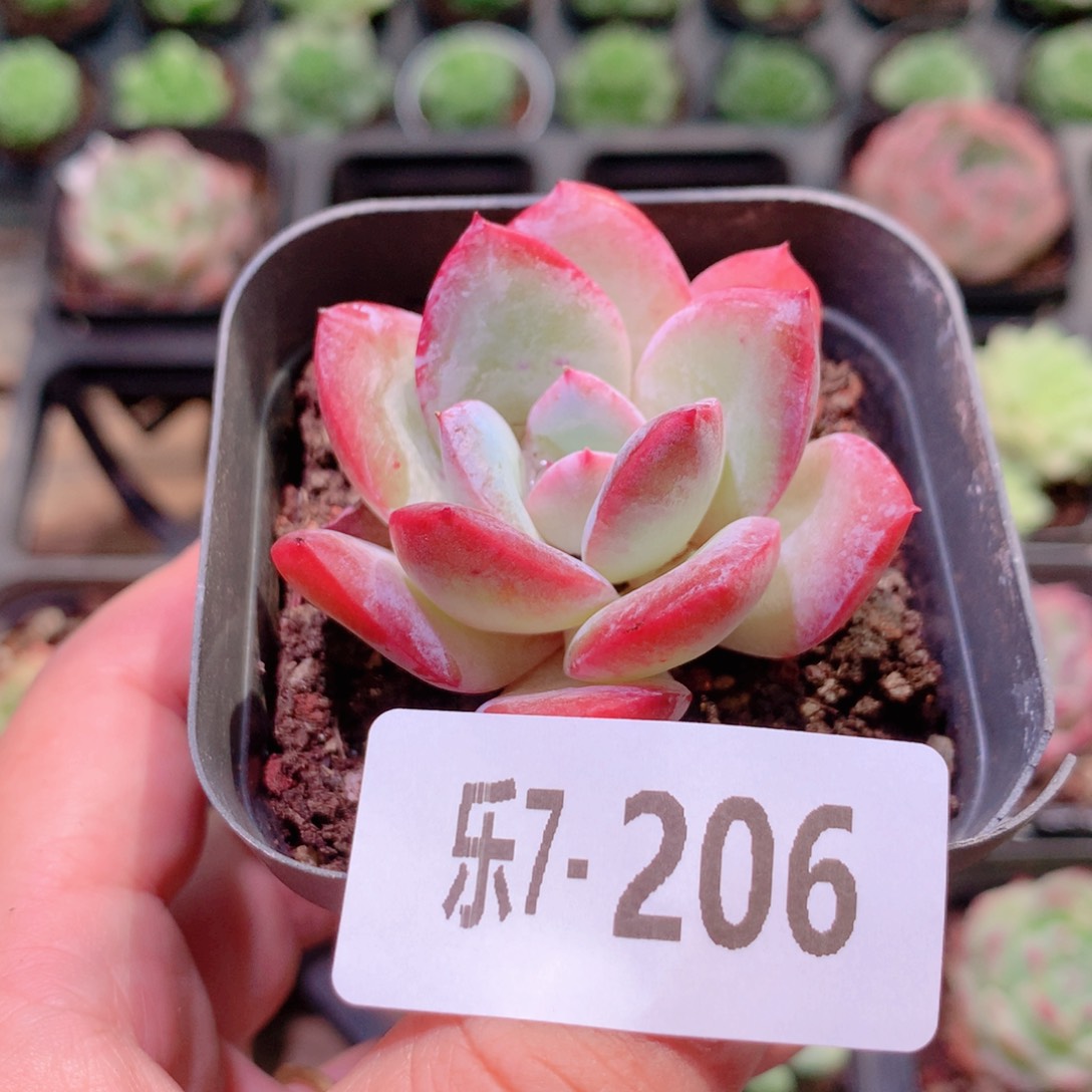 乐然7-206 糖心雪莲 