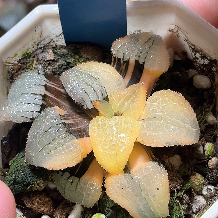 743天空之镜锦特选福利