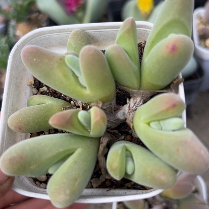 可爱多肉嘟嘟鲨鱼009