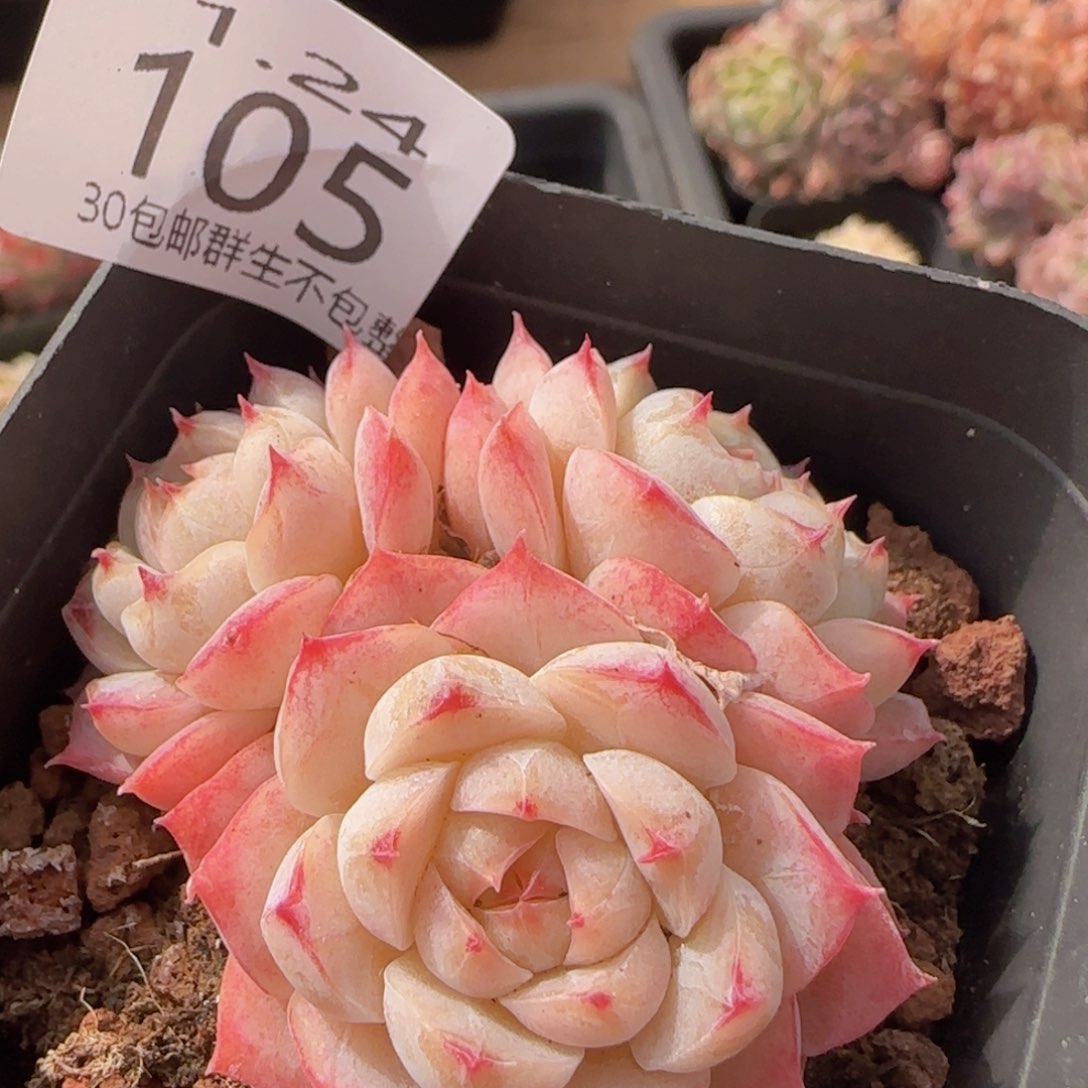 瑶瑶三头一颗脱土发货