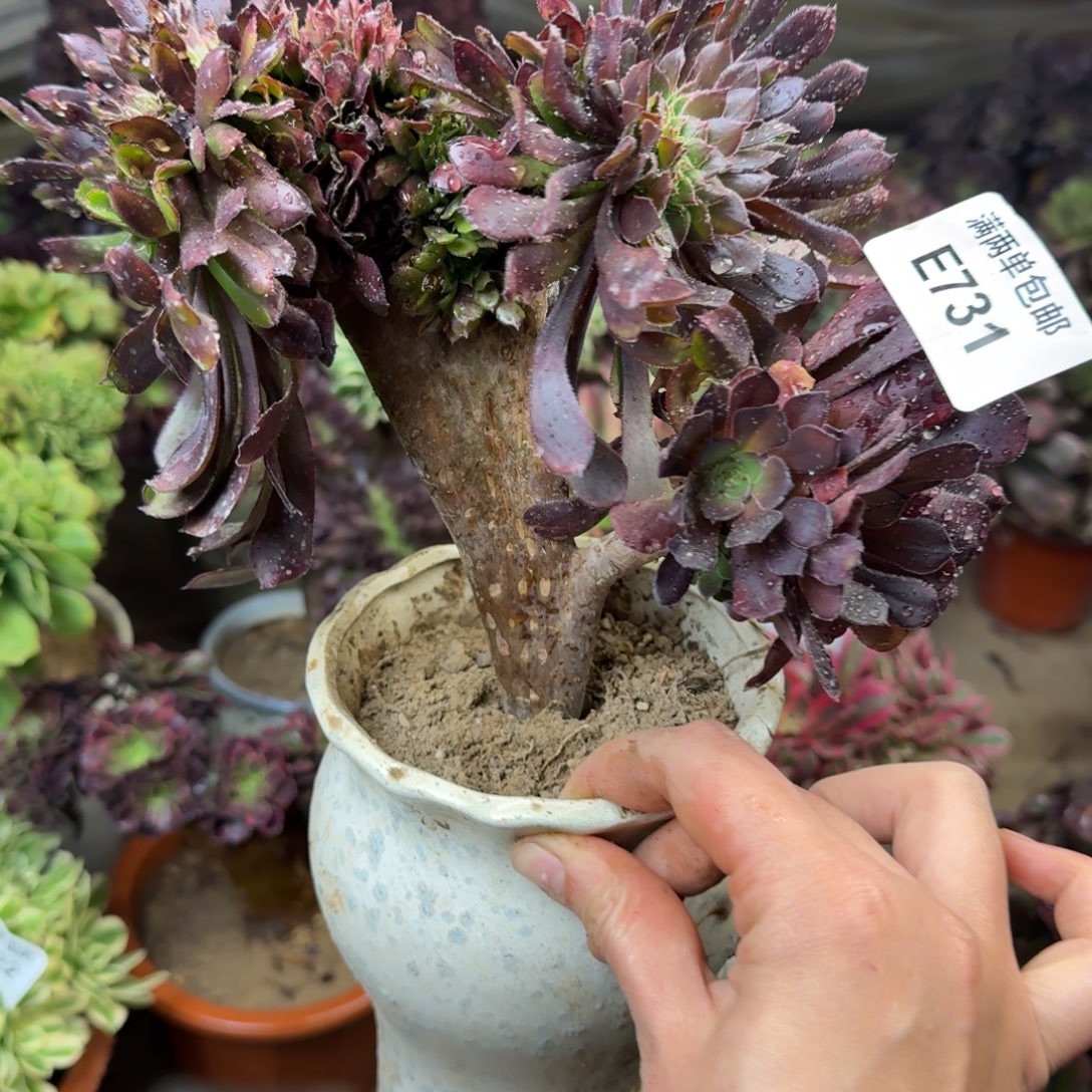 731黑瞳户缀化法师多肉