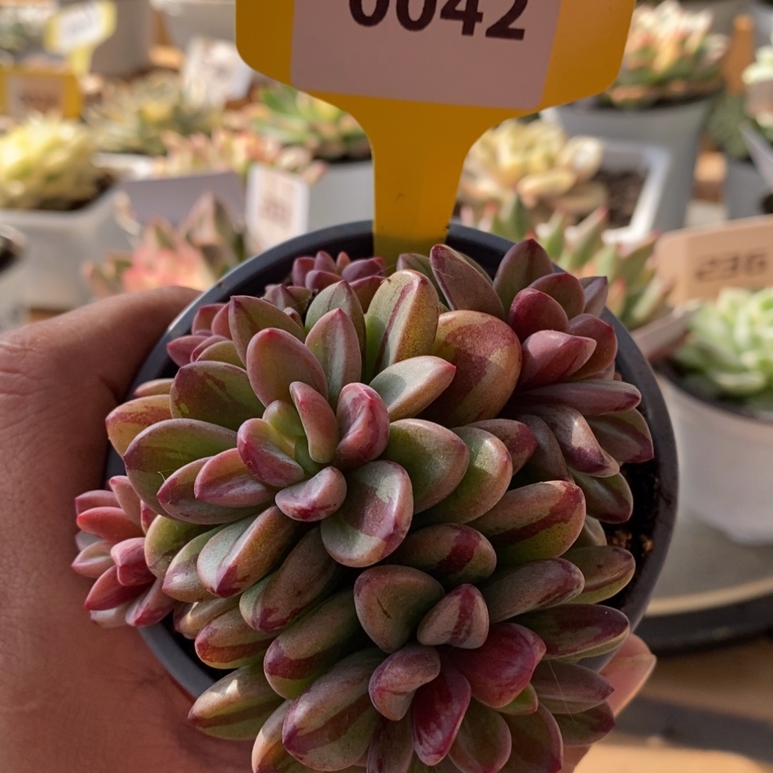 0042紫薰哈哈哈哈哈