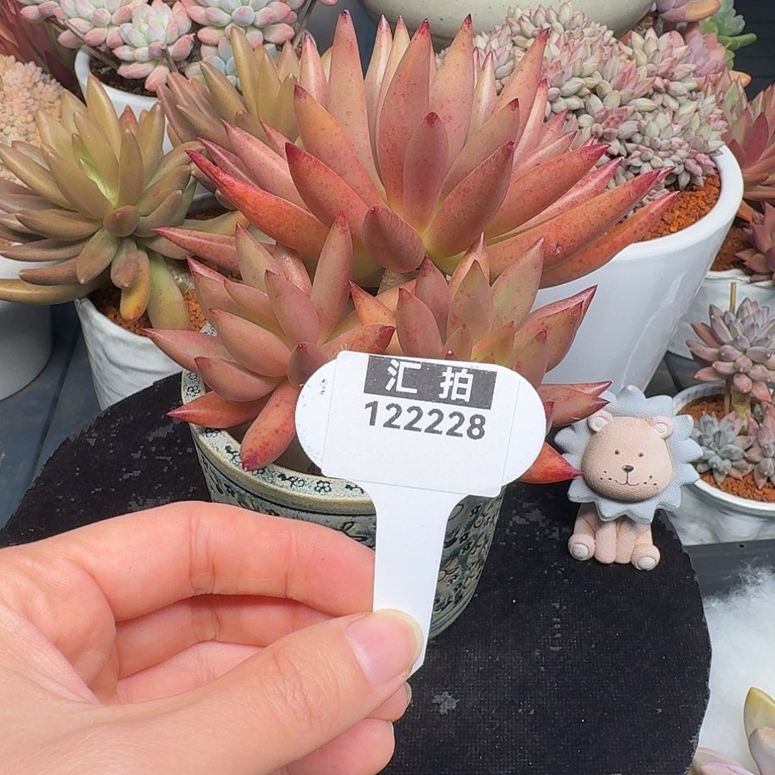 精品多肉植物122228