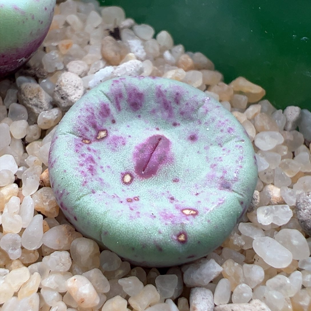 297。优选2736红嘴