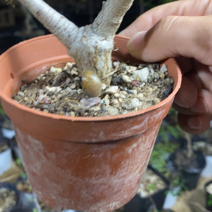 永***看尼勒达带盆土发货
