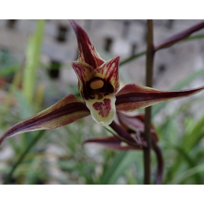 【斑马】寒兰名品 兰花老种2苗 花开浓香 好养易活 对版