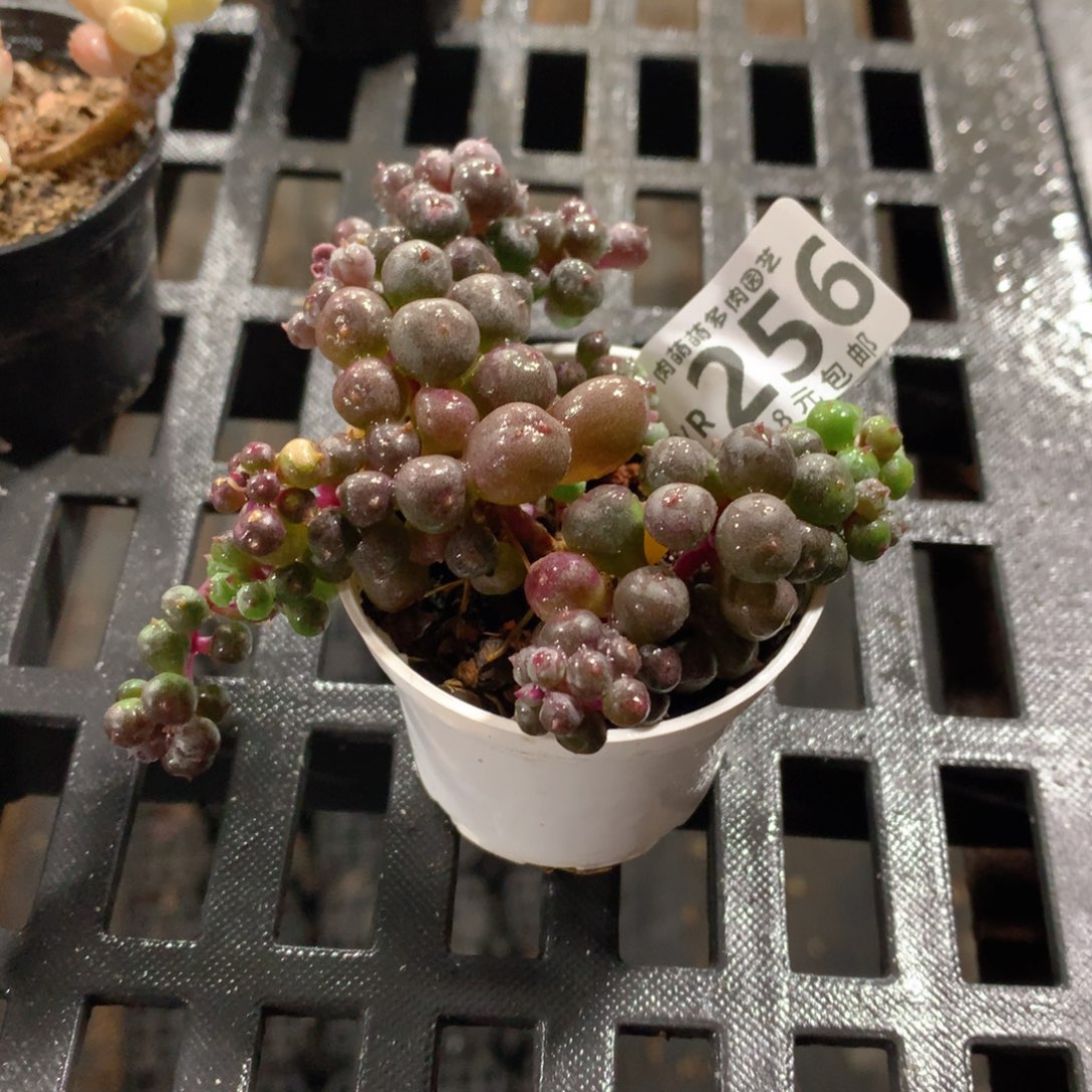 肉萌萌拇指盆精控多肉YR256