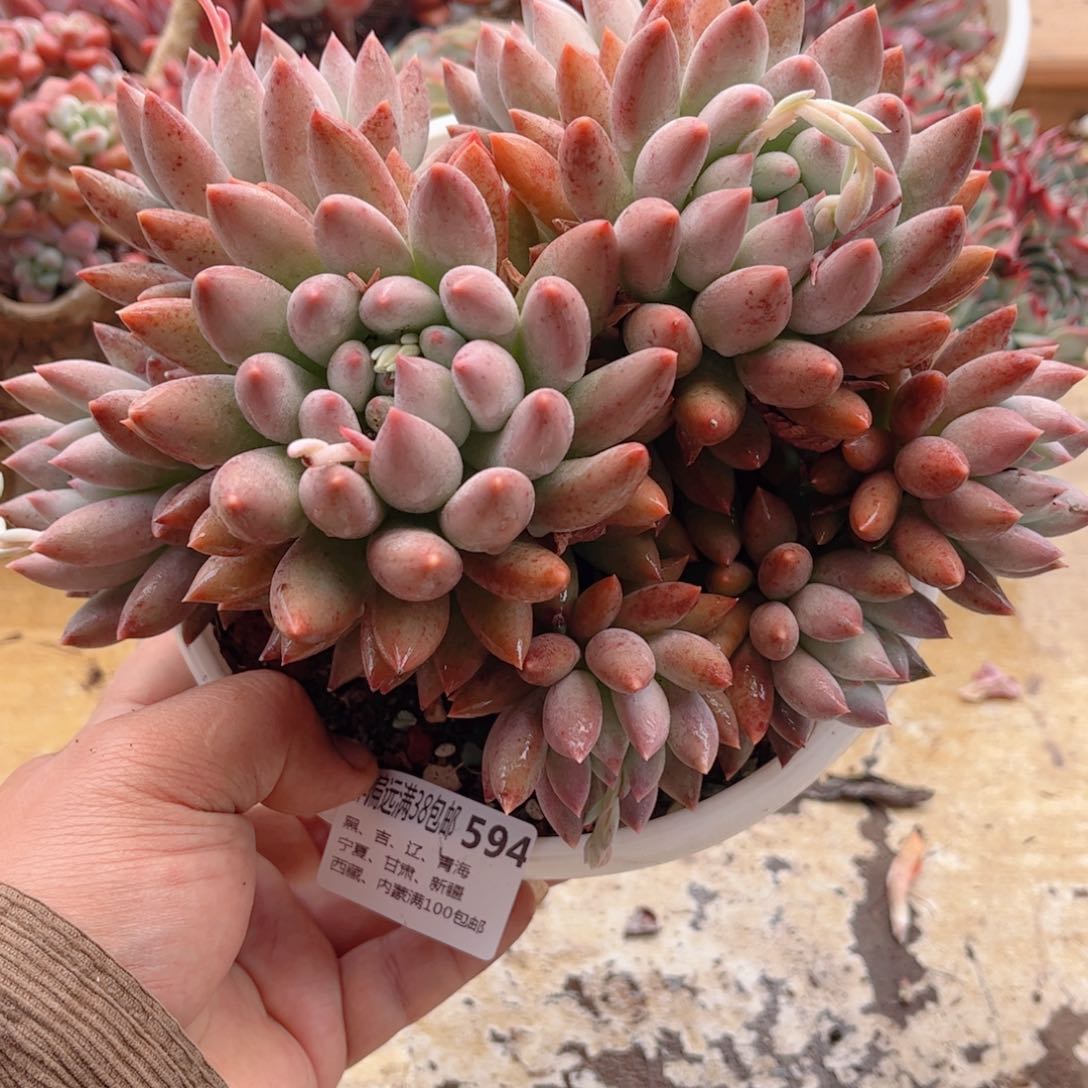 594所罗门德华多肉