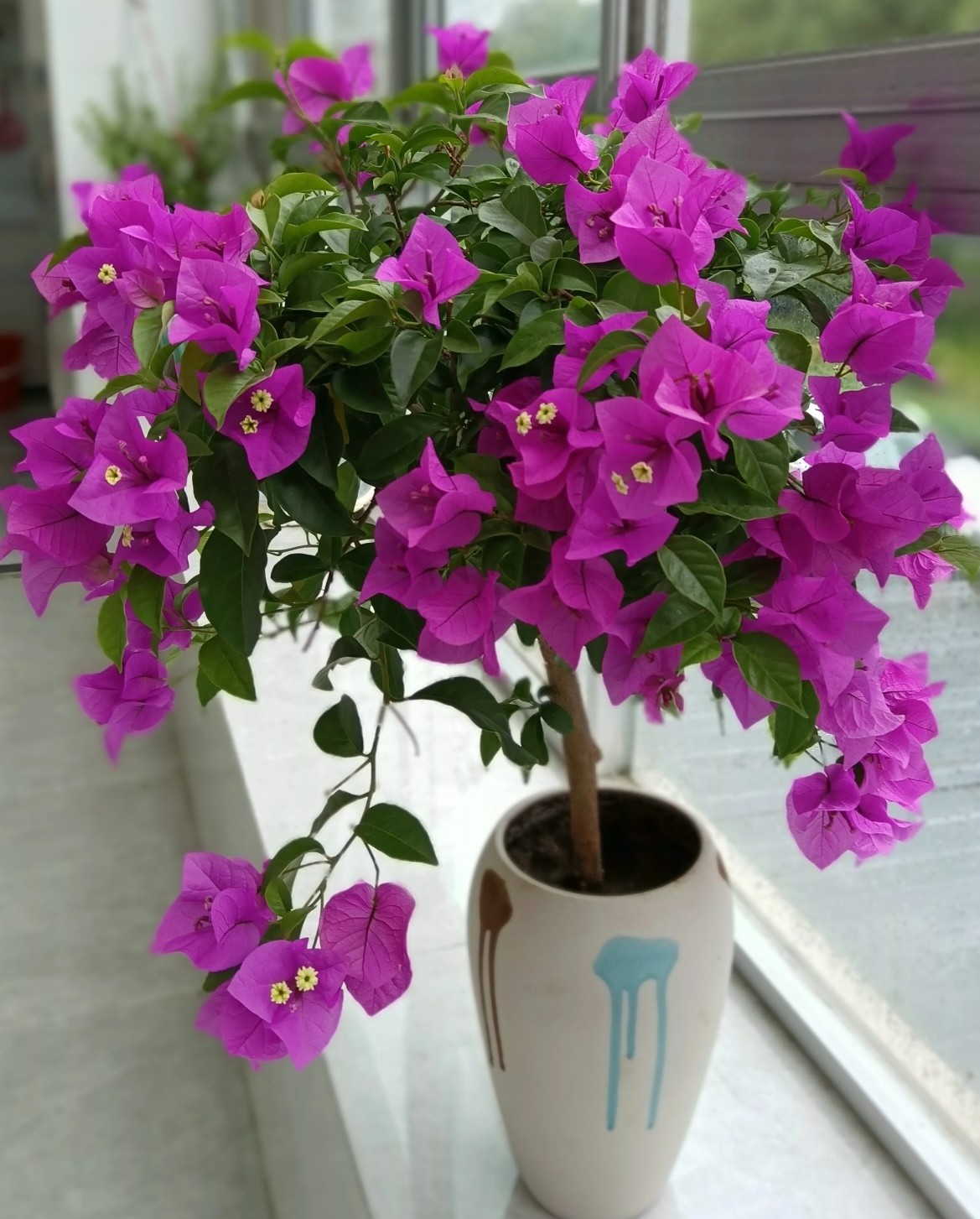 赏锐花卉三角梅（安格斯云南紫）230盆发货